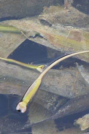 Vallisneria spiralis \ Wasserschraube / Tape Grass, D Viernheim 5.10.2017