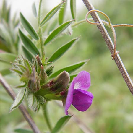 Vicia segetalis \ Korn-Wicke, Getreide-Wicke / Narrow-Leaved Common Vetch, D Langg&ouml;ns 25.4.2015