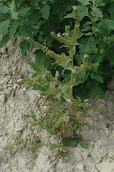 Veronica anagallis-aquatica \ Blauer Gauchheil-Ehrenpreis, Blauer Wasser-Ehrenpreis / Blue Water Speedwell, D Eching 25.7.2015
