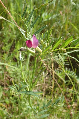 Vicia angustifolia \ Schmalbl�ttrige Futter-Wicke / Narrow-Leaved Vetch, D Gro&szlig;heubach am Main 20.6.2016