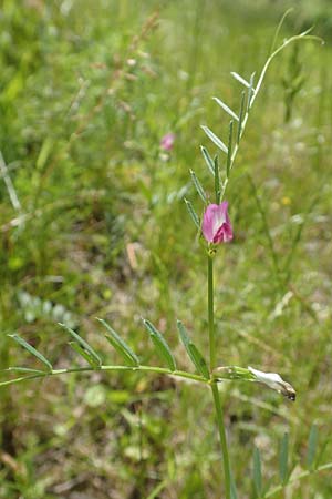 Vicia angustifolia \ Schmalbl�ttrige Futter-Wicke / Narrow-Leaved Vetch, D Gro&szlig;heubach am Main 20.6.2016