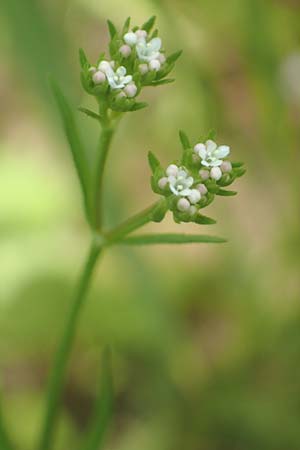 Valerianella rimosa \ Gefurchter Feld-Salat / Broad-Fruited Corn Salad, D Tiefenbronn 26.6.2016
