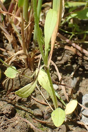 Valerianella rimosa \ Gefurchter Feld-Salat / Broad-Fruited Corn Salad, D Tiefenbronn 26.6.2016
