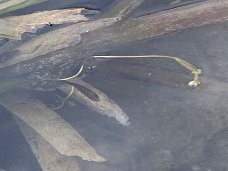 Vallisneria spiralis \ Wasserschraube / Tape Grass, D Viernheim 26.9.2016