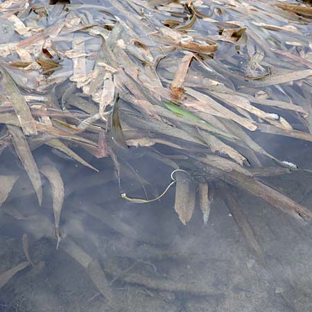 Vallisneria spiralis \ Wasserschraube / Tape Grass, D Viernheim 26.9.2016