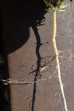 Viola arvensis \ Acker-Stiefm�tterchen / Field Pansy, D Mannheim 25.6.2017