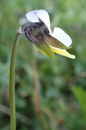 Viola arvensis \ Acker-Stiefm�tterchen / Field Pansy, D Viernheim 11.4.2018