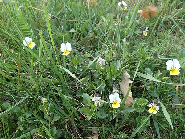 Viola arvensis \ Acker-Stiefm�tterchen / Field Pansy, D Viernheim 11.4.2018