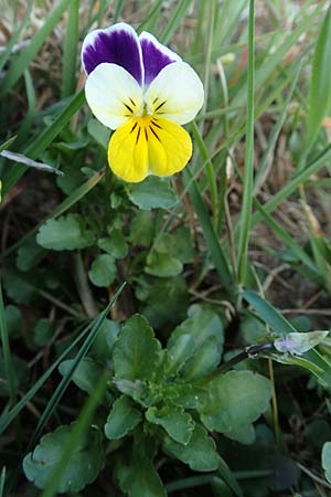 Viola arvensis \ Acker-Stiefm�tterchen / Field Pansy, D Viernheim 11.4.2018