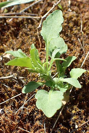 Viola arvensis \ Acker-Stiefm�tterchen / Field Pansy, D Seeheim an der Bergstra&szlig;e 16.4.2018