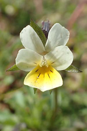 Viola arvensis, Acker-Stiefm&uuml;tterchen