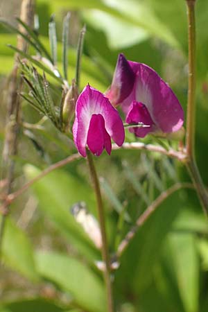 Vicia angustifolia \ Schmalbl�ttrige Futter-Wicke / Narrow-Leaved Vetch, D Heusenstamm 7.5.2018