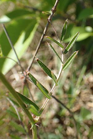 Vicia angustifolia \ Schmalbl�ttrige Futter-Wicke / Narrow-Leaved Vetch, D Heusenstamm 7.5.2018