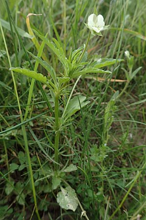 Viola arvensis subsp. megalantha \ Gro�bl�tiges Acker-Stiefm�tterchen / Field Pansy, D Ottorfszell 13.5.2018