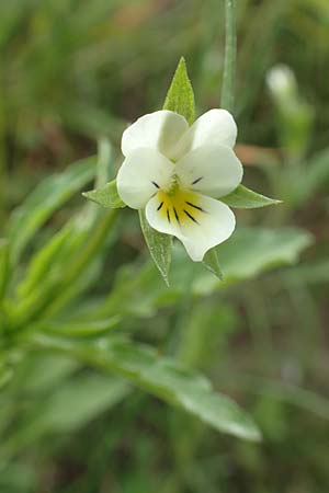 Viola arvensis subsp. megalantha \ Gro�bl�tiges Acker-Stiefm�tterchen / Field Pansy, D Ottorfszell 13.5.2018
