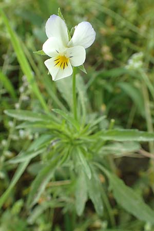 Viola arvensis subsp. megalantha \ Gro�bl�tiges Acker-Stiefm�tterchen / Field Pansy, D Ottorfszell 13.5.2018