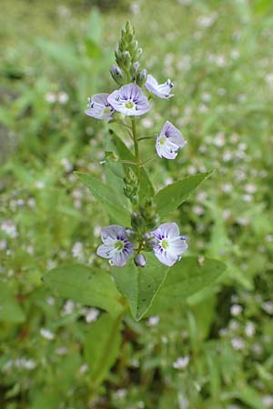 Veronica anagallis-aquatica \ Blauer Gauchheil-Ehrenpreis, Blauer Wasser-Ehrenpreis / Blue Water Speedwell, D K&ouml;ln-Z&uuml;ndorf 23.5.2018