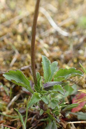 Viola arvensis \ Acker-Stiefm�tterchen / Field Pansy, D Herborn 25.4.2019
