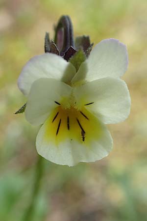 Viola arvensis, Acker-Stiefm&uuml;tterchen