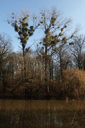 Viscum album subsp. album \ Laubholz-Mistel / Mistletoe, D Mannheim 6.2.2020