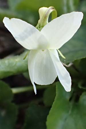 Viola alba subsp. alba \ Wei�es Veilchen / White Violet, D Weinheim an der Bergstra&szlig;e 31.3.2020
