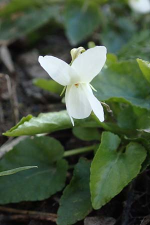 Viola alba subsp. alba \ Wei�es Veilchen / White Violet, D Weinheim an der Bergstra&szlig;e 31.3.2020