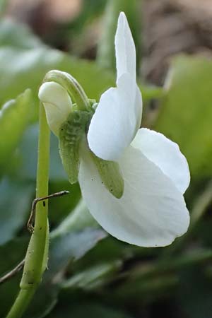 Viola alba subsp. alba \ Wei�es Veilchen / White Violet, D Weinheim an der Bergstra&szlig;e 31.3.2020