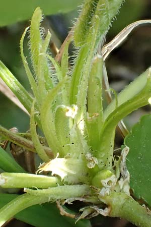 Viola alba subsp. alba \ Wei�es Veilchen / White Violet, D Weinheim an der Bergstra&szlig;e 31.3.2020