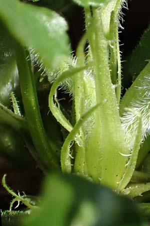 Viola alba subsp. alba \ Wei�es Veilchen / White Violet, D Weinheim an der Bergstra&szlig;e 31.3.2020