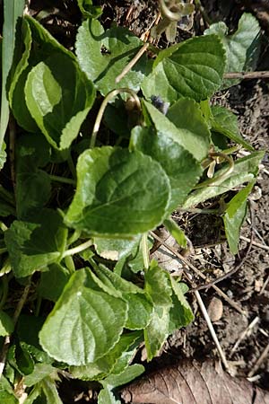Viola alba subsp. alba \ Wei�es Veilchen / White Violet, D Weinheim an der Bergstra&szlig;e 31.3.2020