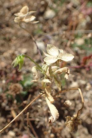 Viola arvensis \ Acker-Stiefm�tterchen / Field Pansy, D Friedewald 29.7.2020