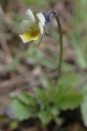 Viola arvensis \ Acker-Stiefm�tterchen / Field Pansy, D Sandhausen 27.3.2021