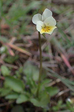 Viola arvensis \ Acker-Stiefm�tterchen / Field Pansy, D Sandhausen 27.3.2021