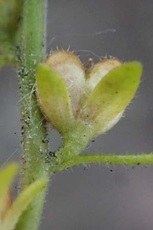 Veronica arvensis \ Feld-Ehrenpreis / Wall Speedwell, D Mannheim 5.6.2021