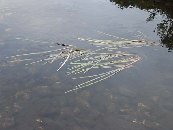 Zostera marina \ Gew�hnliches Seegras / Eelgrass, D Hohenfelde 18.9.2021