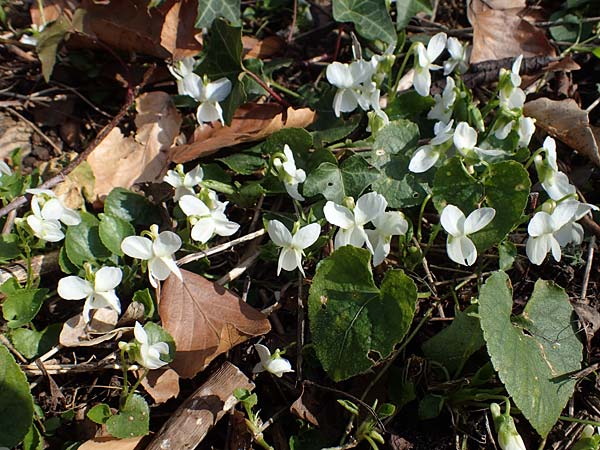 Viola alba subsp. alba \ Wei�es Veilchen / White Violet, D Weinheim an der Bergstra&szlig;e 21.3.2022