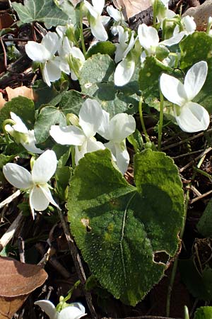 Viola alba subsp. alba \ Wei�es Veilchen / White Violet, D Weinheim an der Bergstra&szlig;e 21.3.2022