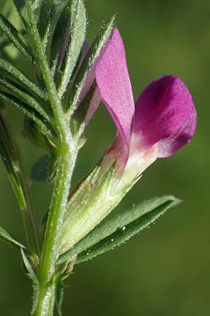 Vicia angustifolia \ Schmalbl�ttrige Futter-Wicke / Narrow-Leaved Vetch, D Mannheim 17.4.2022