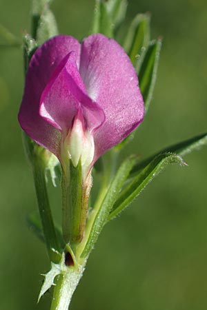 Vicia angustifolia \ Schmalbl�ttrige Futter-Wicke / Narrow-Leaved Vetch, D Mannheim 17.4.2022