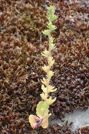 Veronica verna \ Fr�hlings-Ehrenpreis / Spring Speedwell, D Mannheim 24.4.2022