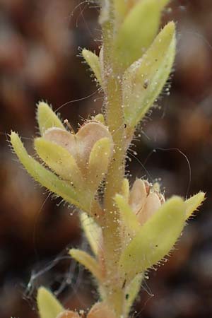 Veronica verna \ Fr�hlings-Ehrenpreis / Spring Speedwell, D Mannheim 24.4.2022