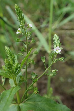 Veronica catenata \ Blasser Gauchheil-Ehrenpreis, Roter Wasser-Ehrenpreis / Pink Water Speedwell, D Deggendorf 3.7.2023