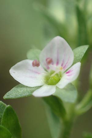 Veronica catenata \ Blasser Gauchheil-Ehrenpreis, Roter Wasser-Ehrenpreis / Pink Water Speedwell, D Deggendorf 3.7.2023
