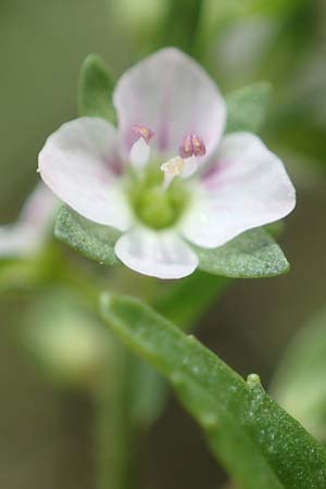 Veronica catenata \ Blasser Gauchheil-Ehrenpreis, Roter Wasser-Ehrenpreis / Pink Water Speedwell, D Deggendorf 3.7.2023