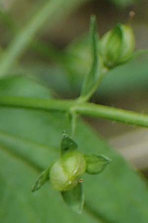 Veronica catenata \ Blasser Gauchheil-Ehrenpreis, Roter Wasser-Ehrenpreis / Pink Water Speedwell, D Deggendorf 3.7.2023