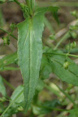 Veronica catenata \ Blasser Gauchheil-Ehrenpreis, Roter Wasser-Ehrenpreis / Pink Water Speedwell, D Deggendorf 3.7.2023