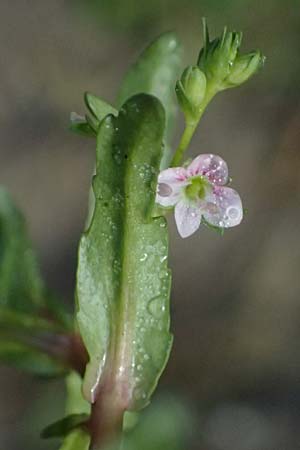 Veronica anagallis-aquatica \ Blauer Gauchheil-Ehrenpreis, Blauer Wasser-Ehrenpreis / Blue Water Speedwell, D Altrip 16.10.2023