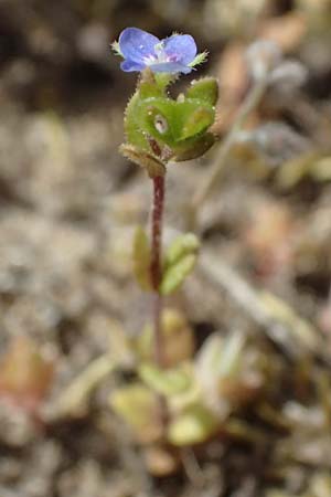 Veronica arvensis \ Feld-Ehrenpreis / Wall Speedwell, D Eisenberg 1.5.2024