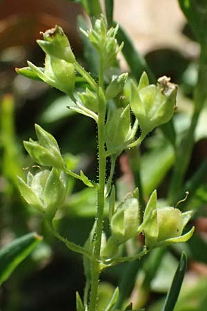 Veronica anagallis-aquatica \ Blauer Gauchheil-Ehrenpreis, Blauer Wasser-Ehrenpreis / Blue Water Speedwell, D Mannheim 29.8.2024