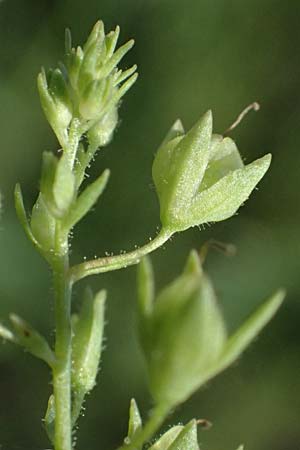 Veronica anagallis-aquatica \ Blauer Gauchheil-Ehrenpreis, Blauer Wasser-Ehrenpreis / Blue Water Speedwell, D Mannheim 29.8.2024